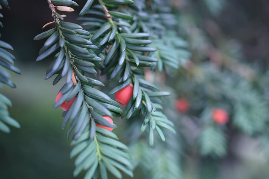 Noel, Taxus Baccata, kozalaklı ağaç, porsukağacı, yaprak dökmeyen, yeşil, şube