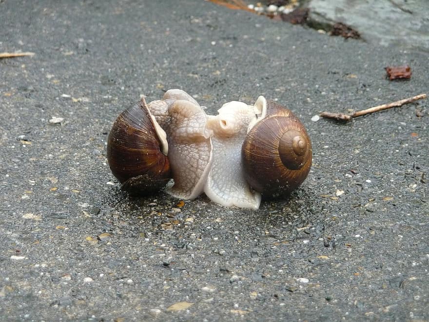 escargots, ślimaki, łączenie w pary, powolny, miłość, tulić się
