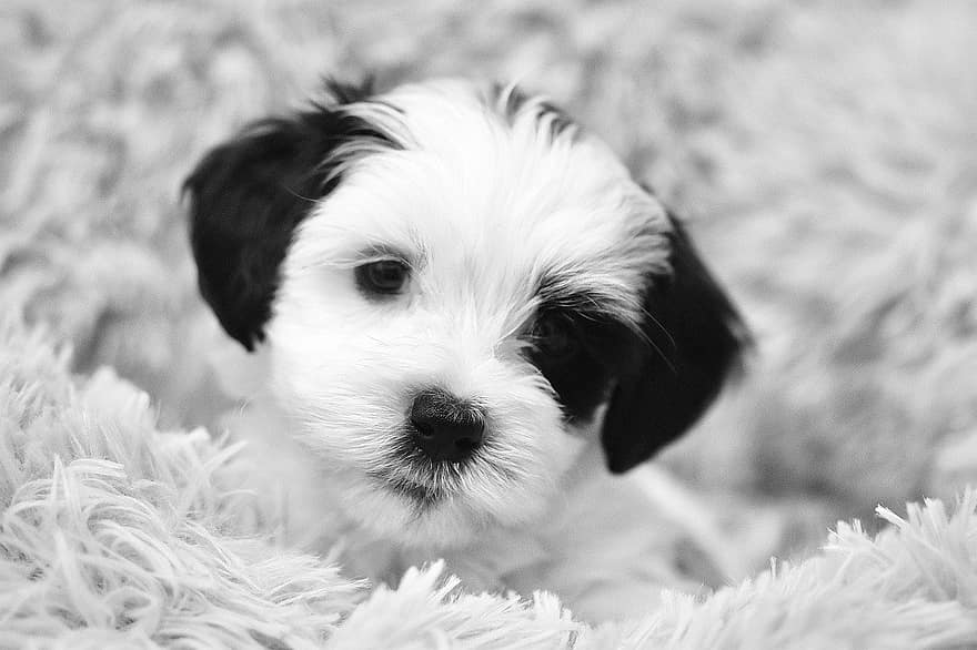 犬、子犬、黒と白、二色、ハバニーズ、可愛い、ペット、小さい、純血種の犬、犬歯、家畜