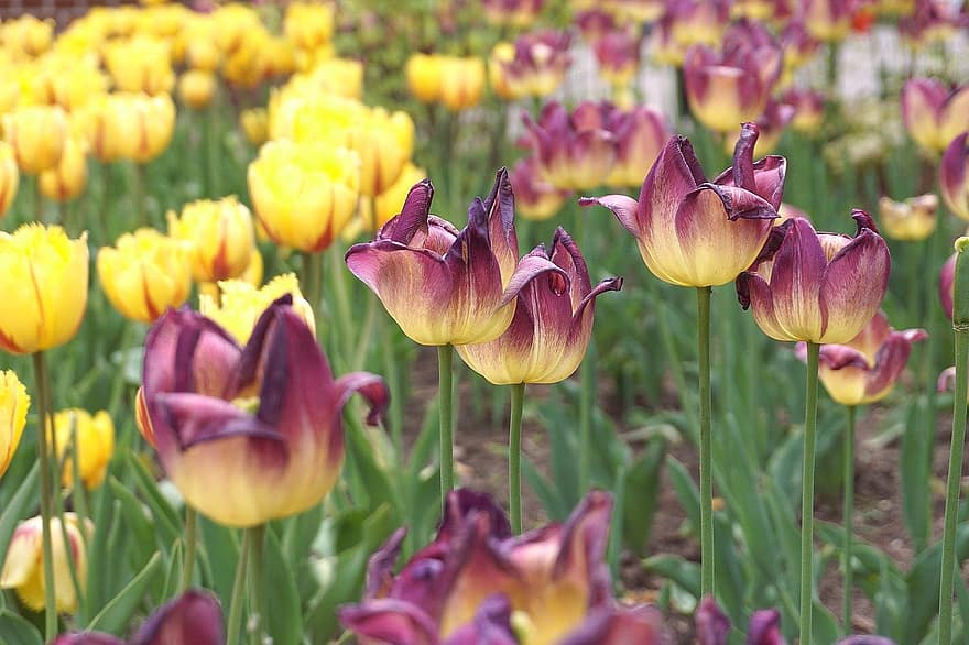 Tulpen, Blumen, Blume, farbenfrohe Blumen, Frühlingsblumen, Natur, Garten, Flora, blühende Blumen, Botanik, Feld der Tulpen