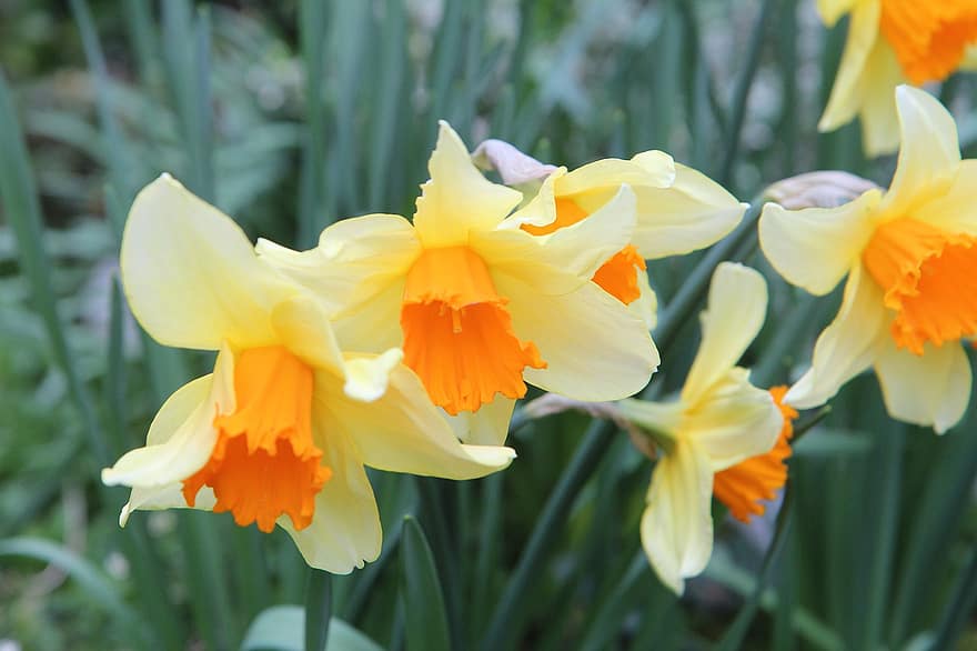 Narciso, narciso, narciso bicolore, bulbi, primavera, fioritura, giardino