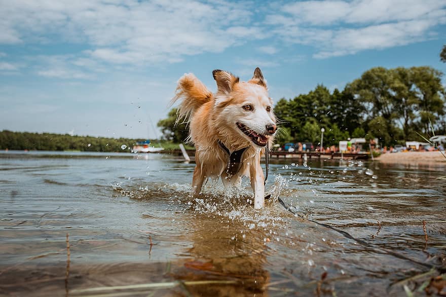 hund, canine, kjæledyr, innenlands, vann, innsjø, bad, venn, våt, dyr, futrzak