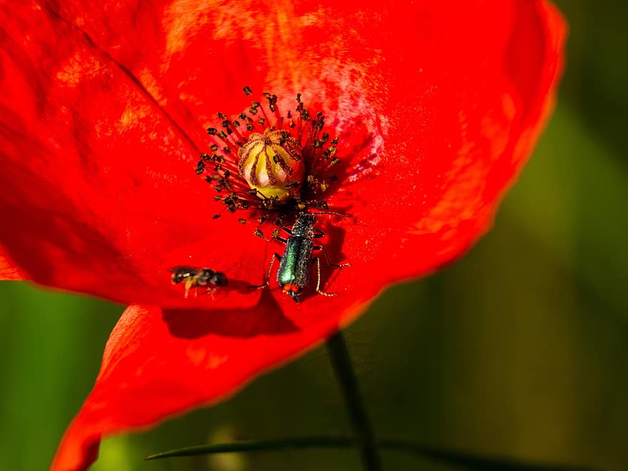 Retail, Insect, Beetle, Fly, Flower, Shine, Nectar, Background, Fauna, Animal, Poppy