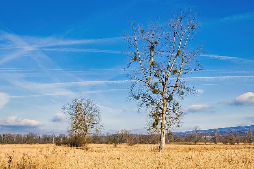 árbol de hoja caduca, árbol, campo, caña, prado, naturaleza, primavera, cielo azul, nubes, azul, paisaje
