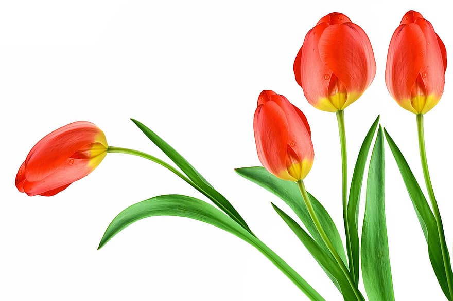tulipes, flors vermelles, pintura, flors, planta amb flors, planta ornamental, flor, florir