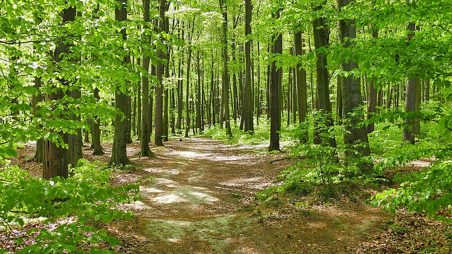 Bos, beukenbos, spoor, Oekraïne, bomen, natuur, landschap, de lente, boom, groene kleur, zomer