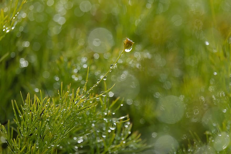 увлажненный, капли дождя, трава, цветы, роса, капельки, боке, мокрый, природа