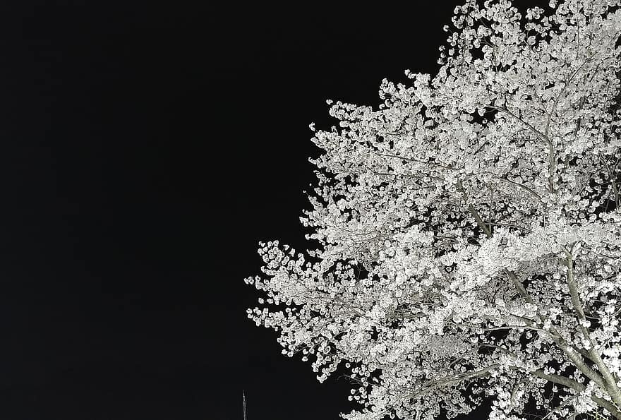 bunga sakura, bunga-bunga, pohon, Donghaksa, gyeryongsan, malam, Bunga Sakura Korea, bunga, cabang, menanam, musim semi