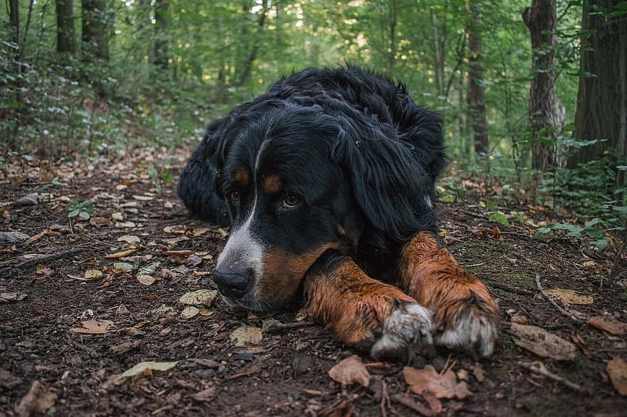 perro, Perro de montaña de Bernese, canino, mascota, bernés, mamífero, animal, naturaleza, linda, bosque, salvaje