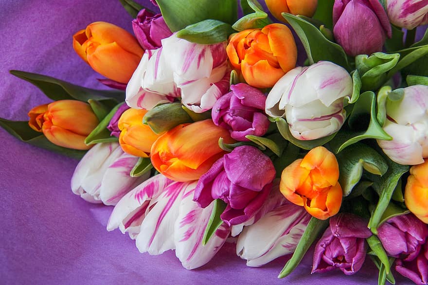 tulipani, fiori, mazzo, fioritura, fiorire, bouquet di fiori, composizione floreale, colorato, primavera