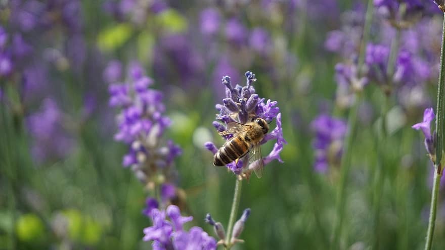 ผึ้ง, Biene, ฤดูใบไม้ผลิ, Natur, ธรรมชาติ, แมลง, สวน, ดอกไม้, พฤกษา, สัตว์, Garten