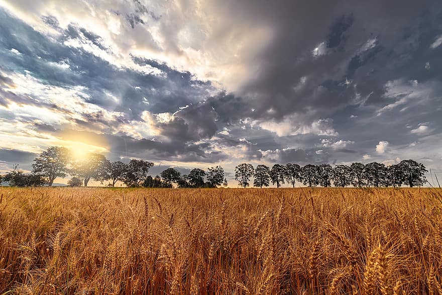 поле, пшеница, околност, Облачно небе, слънце, слънчева светлина, изгрев, сутрин, ферма, земеделска земя, култури