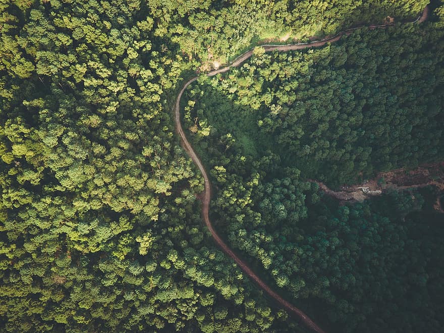 Trees, Forest, Camping, Road, Highway, Nature, Outdoors, Aerial, Tree, Mavic Air 2