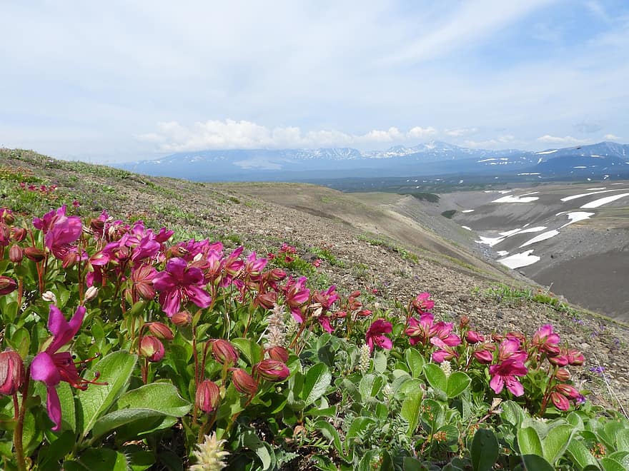Kwiaty rododendronów, wulkany, góry, pole