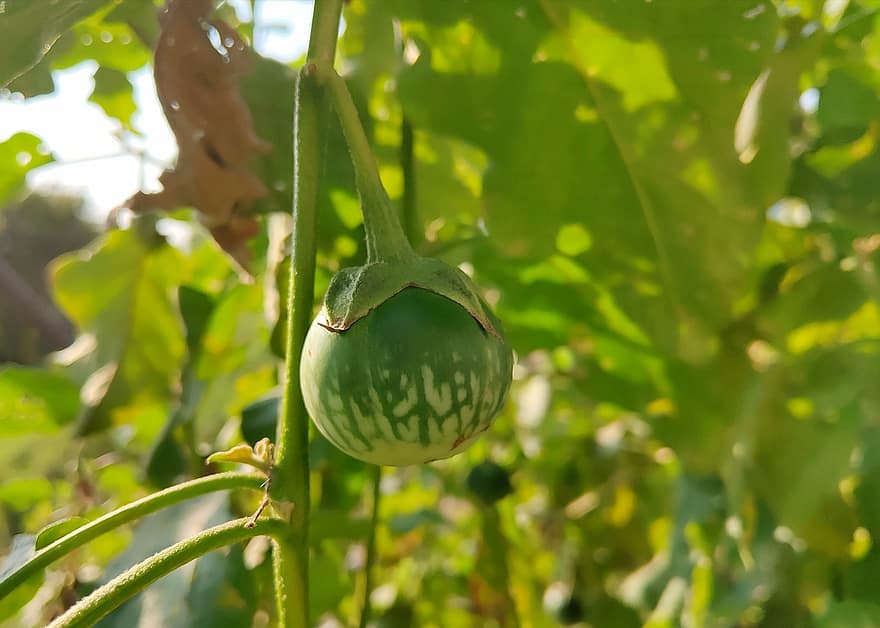 Vegetable, Eggplant, Organic, Growth, Tree, Nature, freshness, leaf, agriculture, green color, food