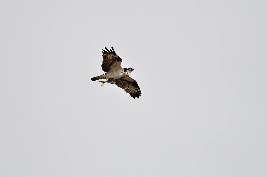 osprey, burung, langit, penerbangan, hewan, raptor, elang laut, elang sungai, predator, margasatwa, sayap