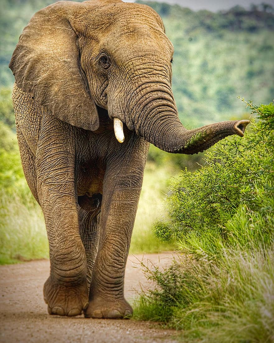 Elephant, Elephant Bull, Road, Walking, Mammal, Bull, Animal, Safari, Nature, Wild, Conservation