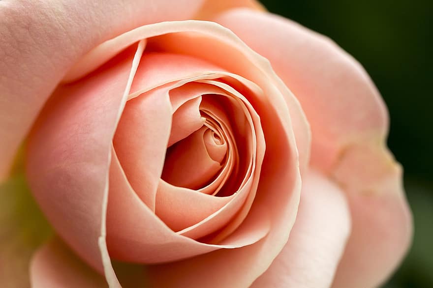 цветок, Роза, лепестки, цвести, цветение, Флора, ботаника, природа, розовый, розы