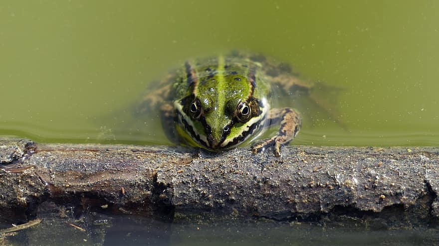 жаба, деревна жаба, земноводних, природи, ставок, впритул, зелений колір, води, тварини в дикій природі, око тварин, мокрий