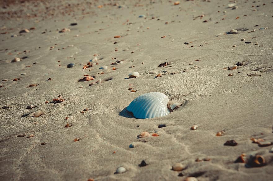 moře, shell