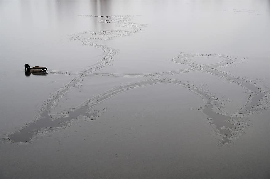 bebek, Danau beku, musim dingin, hitam dan putih, jalur