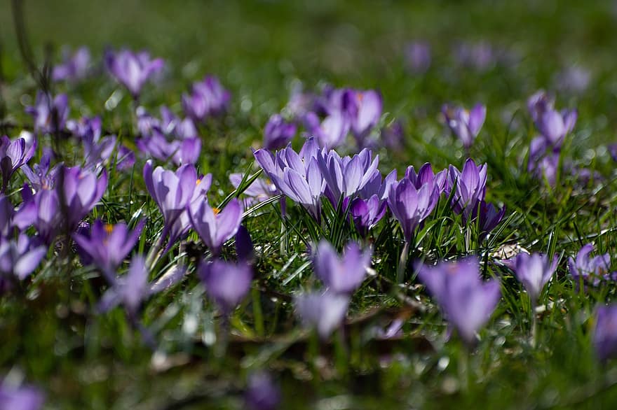 クロッカス、フラワーズ、草、紫色の花、咲く、花、草が多い、フィールド、牧草地、フローラ、自然
