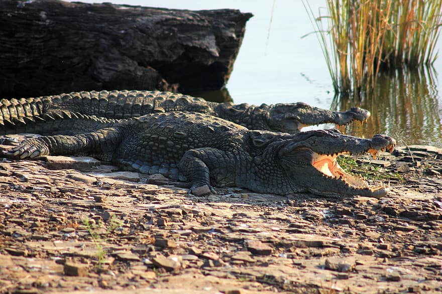 крокодил, Крокодил Маггар, Болотний крокодил, алігатори, плазун, гатор, тварина, дикий, небезпечний, хижак, природи
