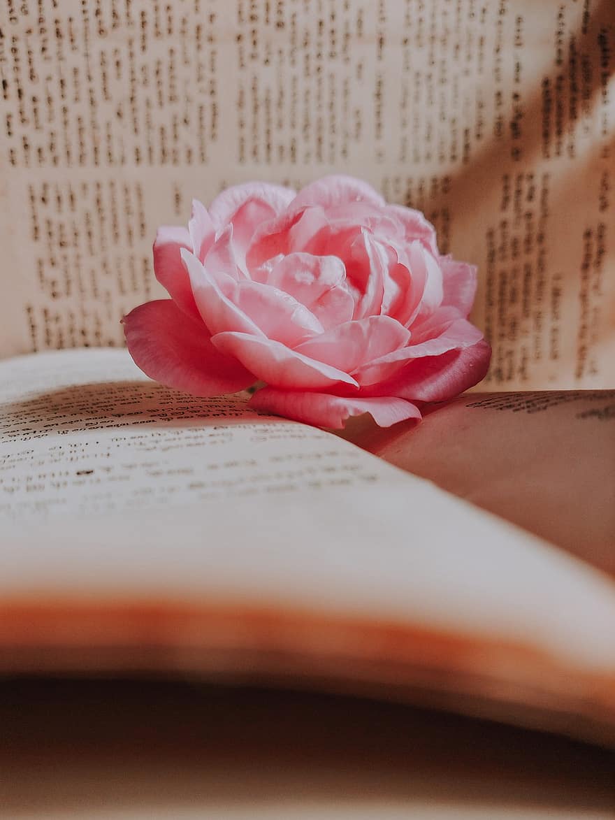 gėlė, žiedlapių, pakilo, knyga, puslapius, literatūra