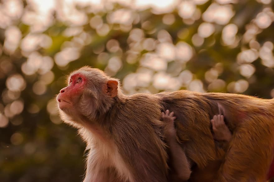 mono, macaco, animal, primate, mamífero, madre, bebe mono, fauna silvestre, piel, salvaje, fauna