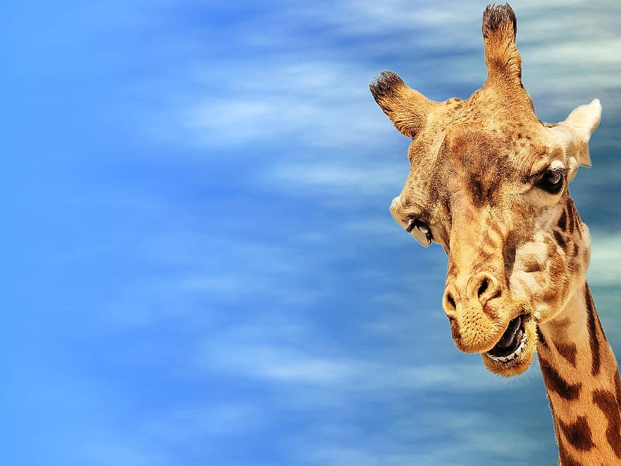 jirafa, tarjeta de felicitación, cielo, imagen de fondo, nubes, cabeza de animal, animal, Bienvenido, tarjeta postal, cumpleaños, saludo