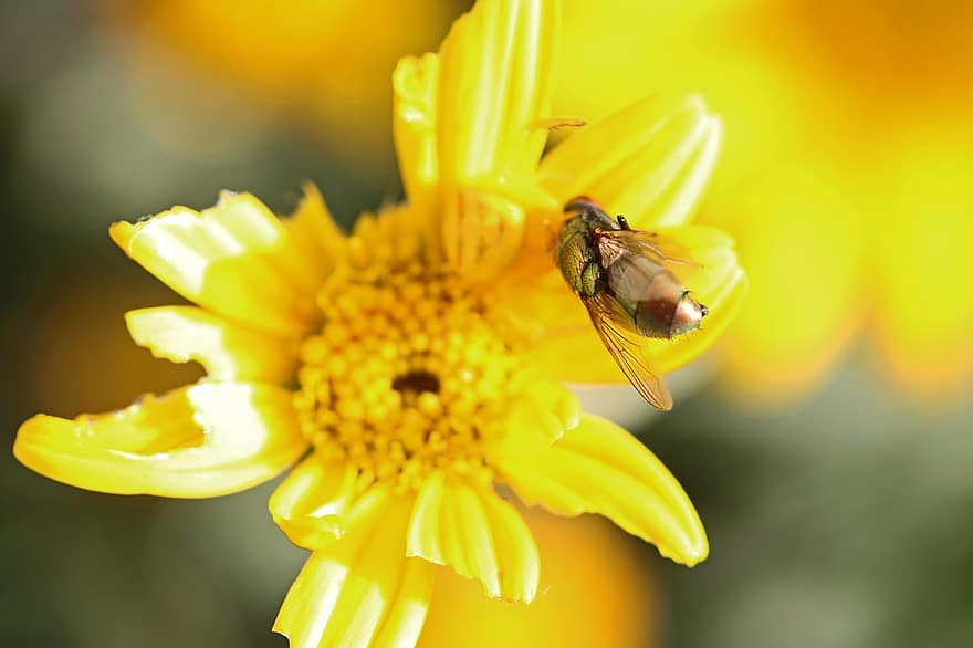 blåse flue, insekt, pollinere, pollinering, blomst, bevinget insekt, vinger, natur, Hymenoptera, entomologi