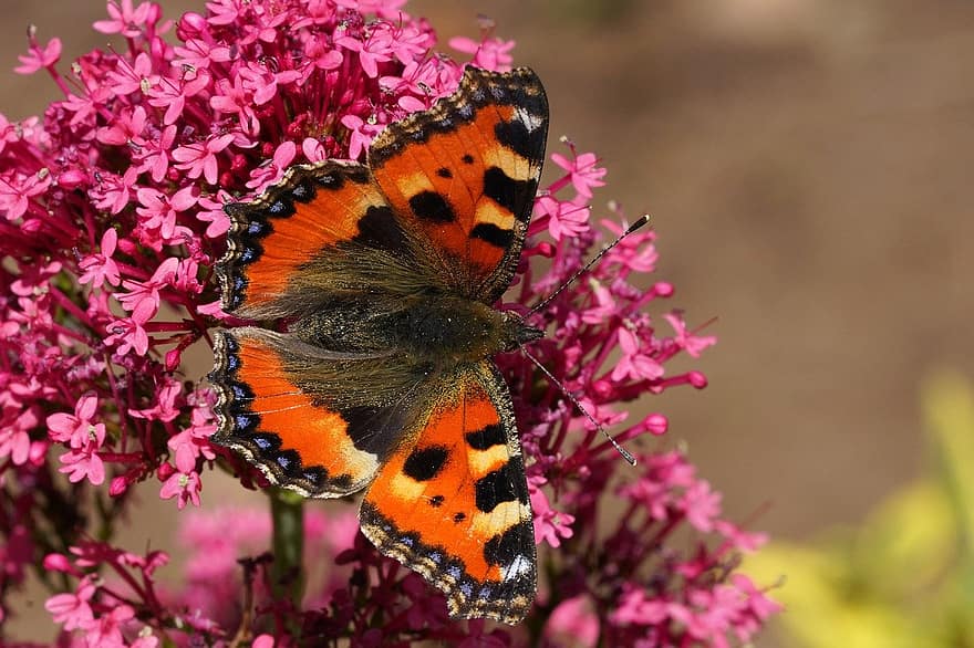 Kleiner Schildpatt-Schmetterling, pinke Blumen, Bestäubung, Schmetterling, Blumen, Blüten, Natur