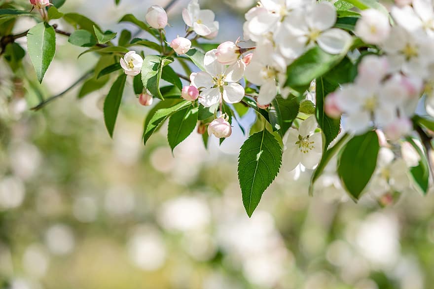 Apple Blossom, Flowers, Spring, White Flowers, Petals, Buds, Bloom, Blossom, Branch, Apple Tree, Tree
