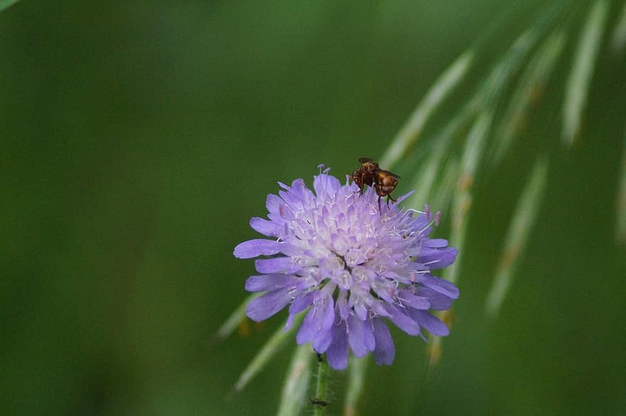 insekt, pollinere, pollinering, blomst, bevinget insekt, vinger, natur, Hymenoptera, entomologi