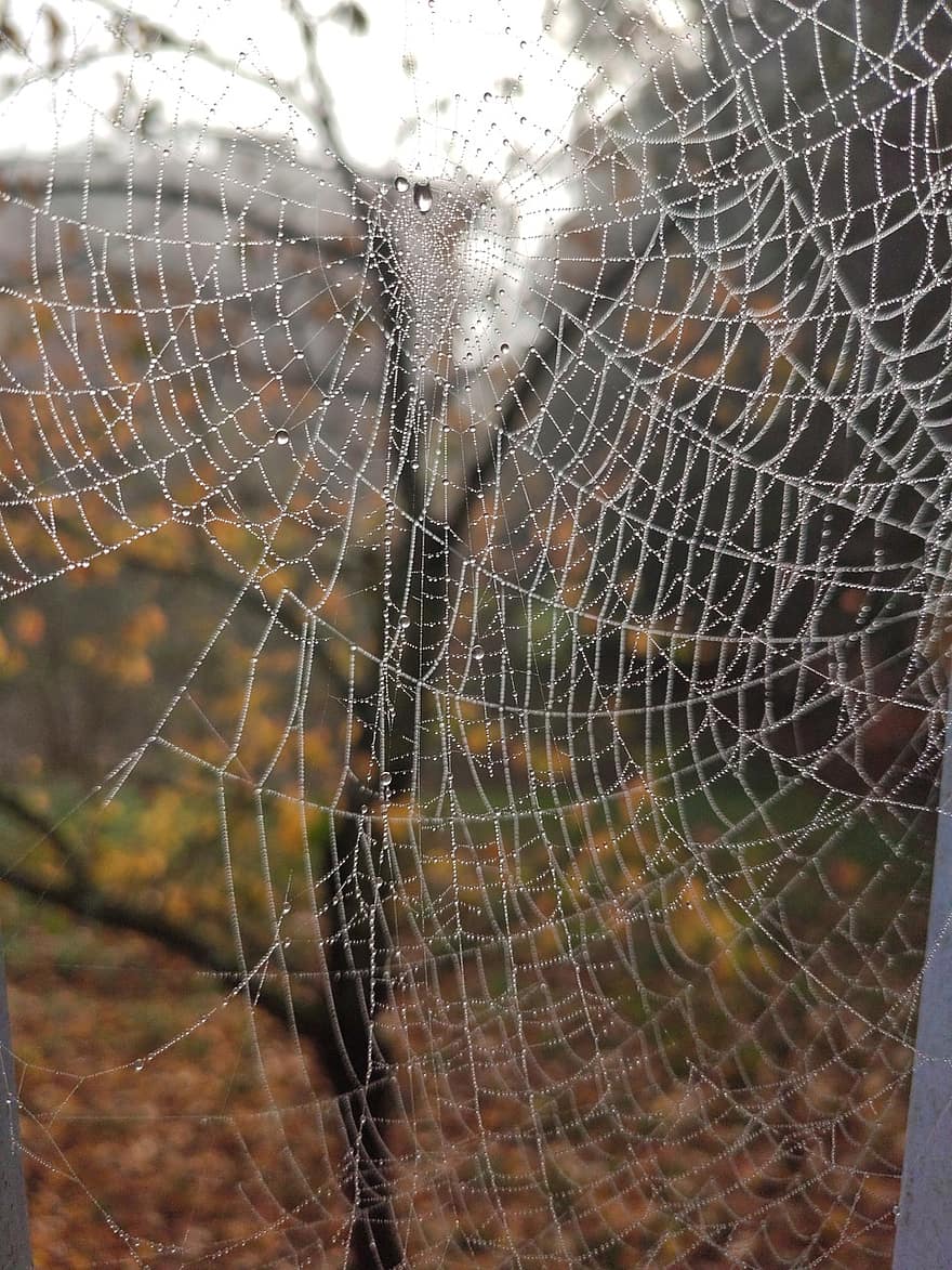 jaring laba-laba, sarang laba-laba, taman, musim gugur, dedaunan, alam, laba-laba, merapatkan, embun, penurunan, makro