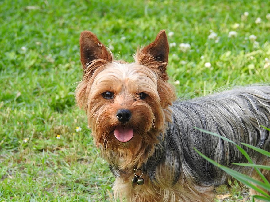 yorkshire terrier, perro, mascota, canino, animal, piel, hocico, mamífero, retrato de perro, mundo animal, mascotas