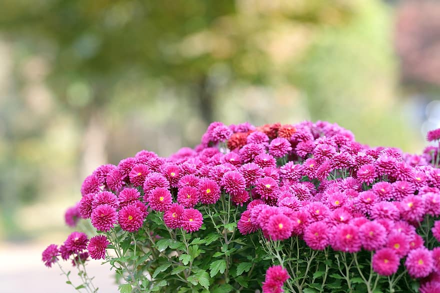 crisântemos, flores, jardim, flores cor de rosa, pétalas, pétalas cor de rosa, flor, Flor, plantas, flora, plantar
