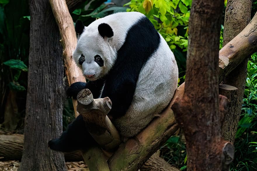 panda, Urso panda, jardim zoológico, animal