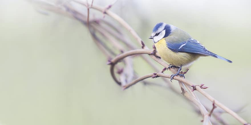 pássaro, teta azul, ave canora, ramo, empoleirado, aviária, inverno