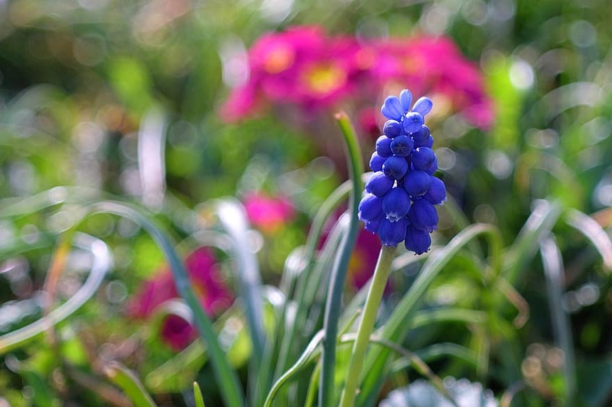 hiacintas, gėlė, violetinė gėlė, žiedlapių, violetinės žiedlapės, žydi, žiedai, pavasario gėlė, pobūdį, sodas, augalų