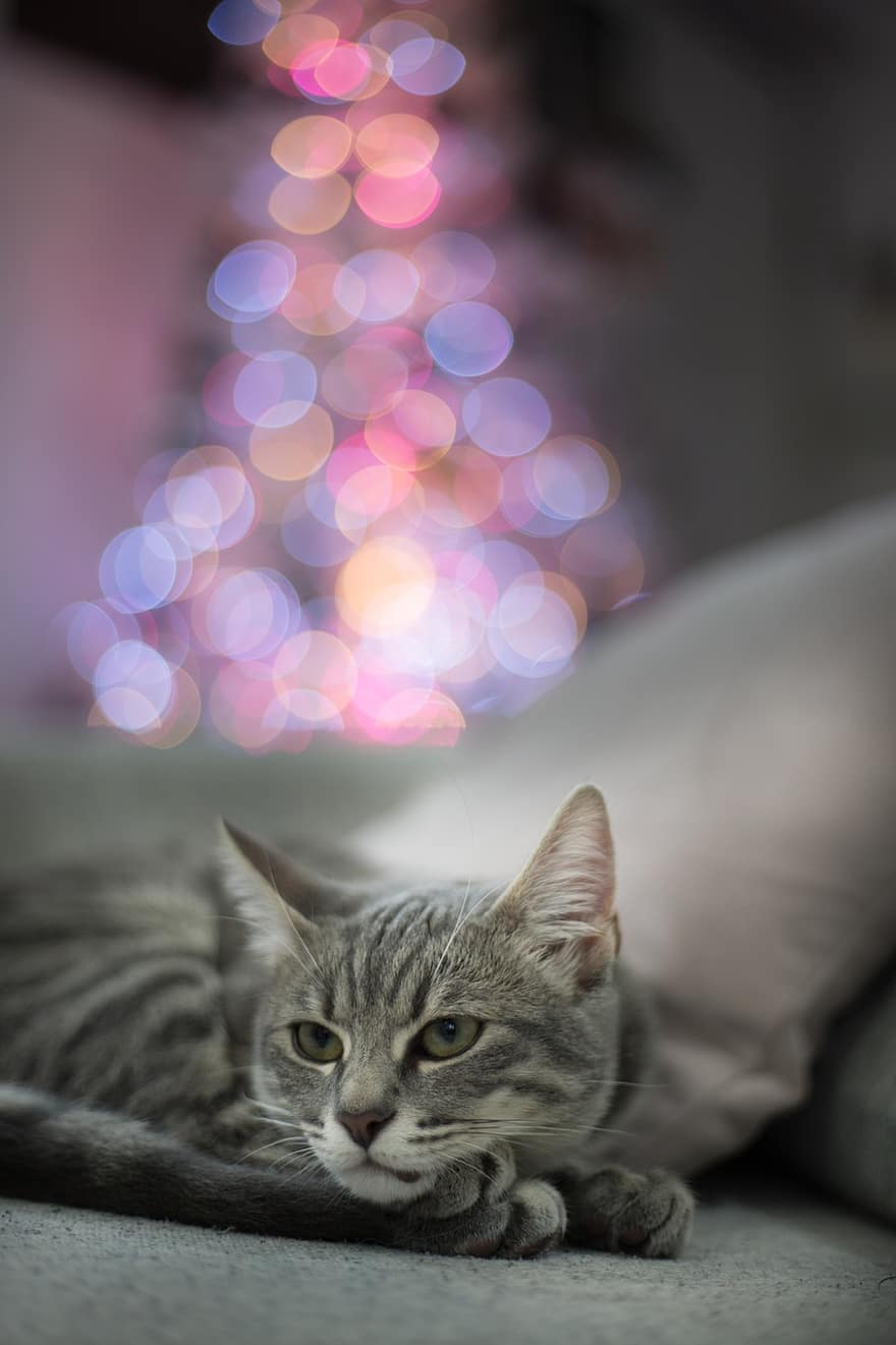 kat, tabby, grå kat, grå tabby, tabby kat, kæledyr, feline, ligger ned, portræt, kat portræt, julelys