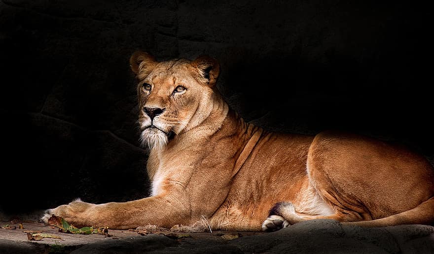 Lion, lionne, mammifère, animal, le monde animal, prédateur, femelle, carnivores, zoo