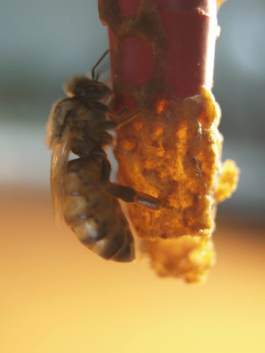 пчела, насекомо, опрашвам, опрашване, крилато насекомо, крила, природа, ципокрили, ентомология, макро, пчела майка