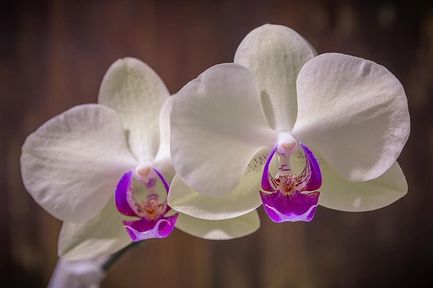 orchidea, fiori, pianta, petali, fiori bianchi, fioritura, fiorire, flora, esotico, bellissimo, primavera