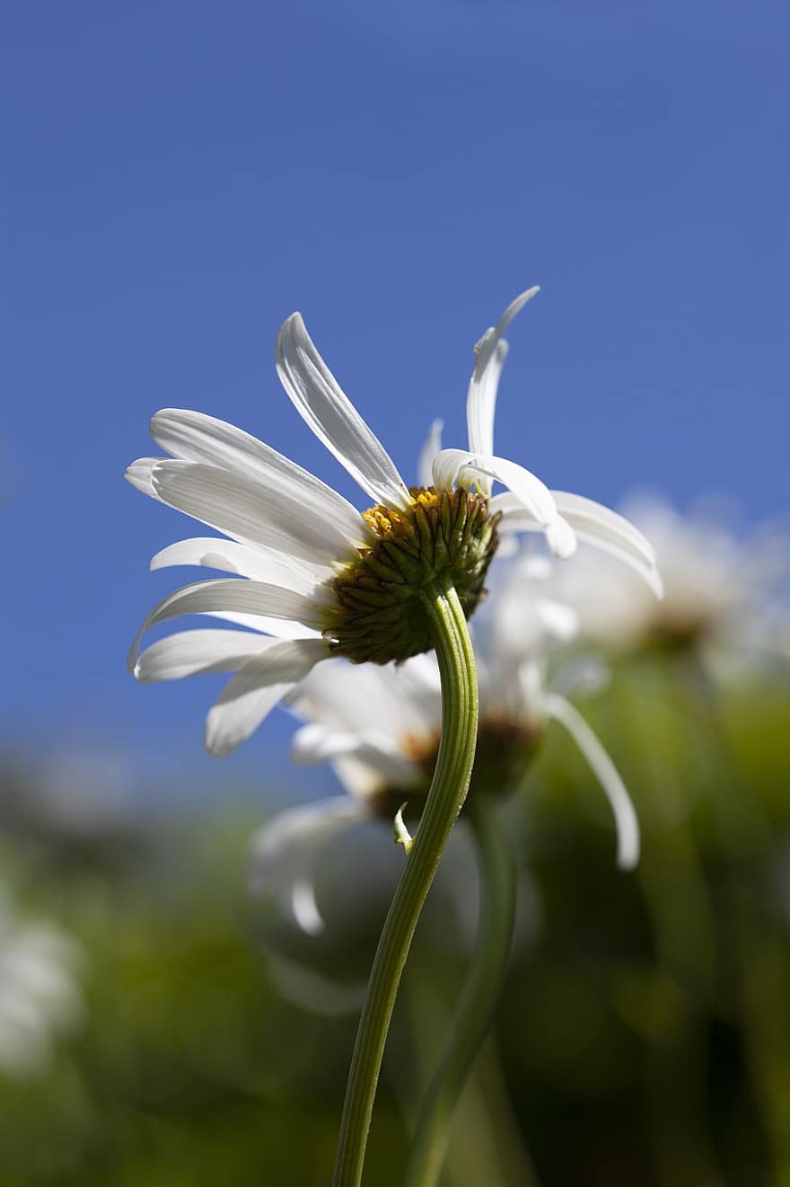 Daisy, pobūdį, wildflower, pievos, vasara, gėlė, sodas, balta, augalų