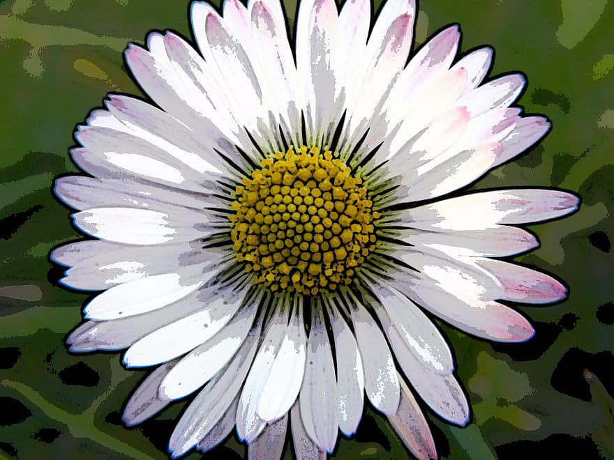 daisy, blomma