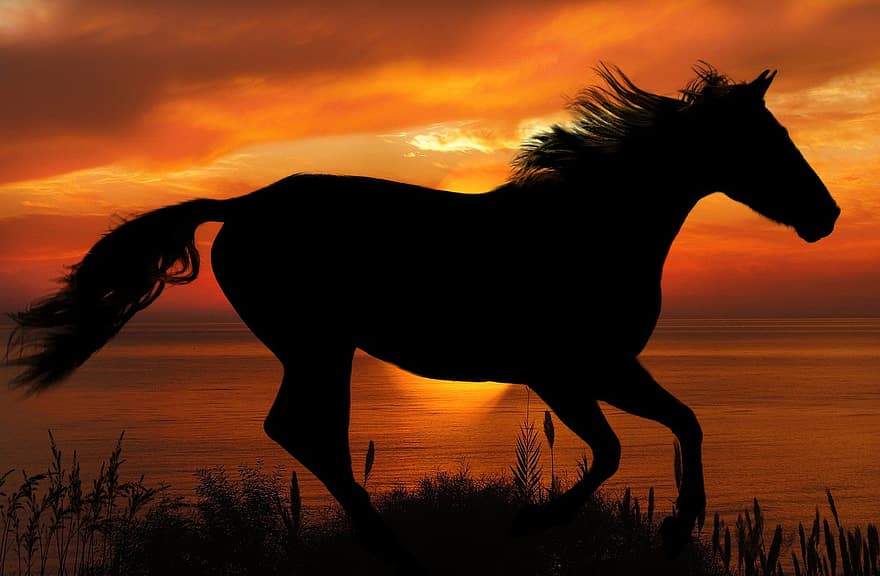 cheval, le coucher du soleil, silhouette, galop, mer, silhouette de cheval, galopant, cheval au galop, crépuscule, roseaux, de roseaux