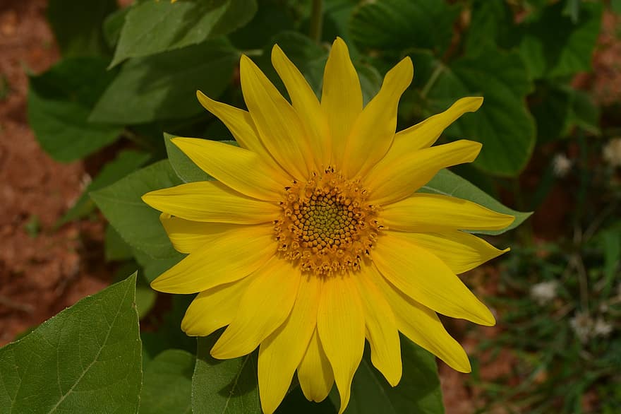 słonecznik, kwiat, żółty kwiat, płatki, żółte płatki, kwitnąć, flora, roślina