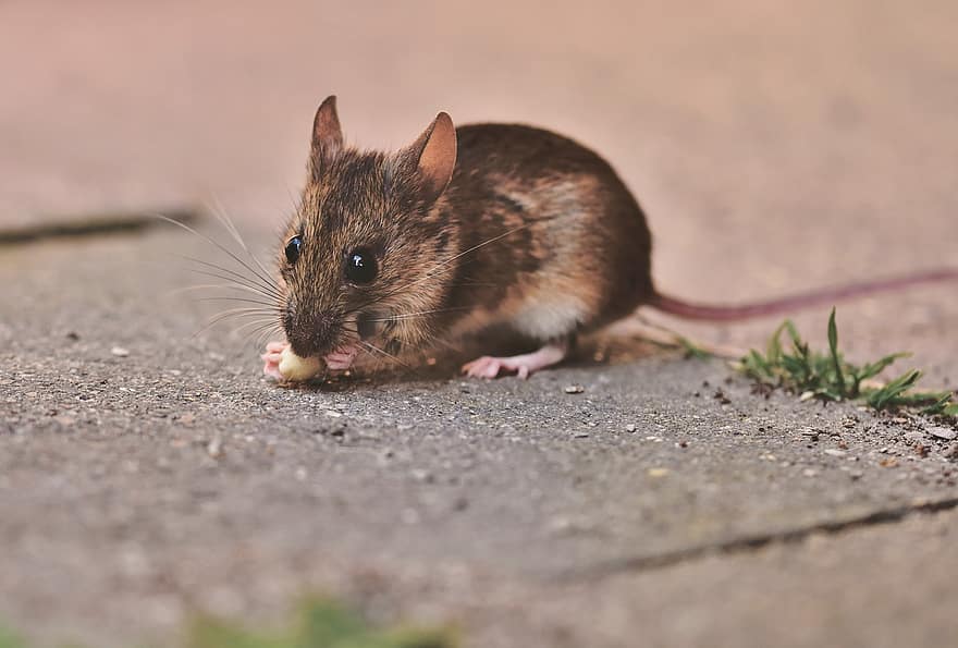 House Mouse, Mouse, Long Tailed Mouse, Nager, Rodent, Button Eyes, Small, Curiosity, Creature, Animal, Cute