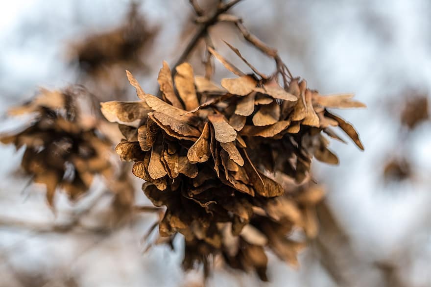 Maple, Seeds, Withered, Dry, Dried, Acer Seeds, Brown Seeds, Fall, Autumn, Tree, Nature